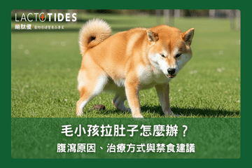 毛小孩拉肚子怎麼辦？