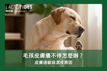 狗狗皮膚癢不停？