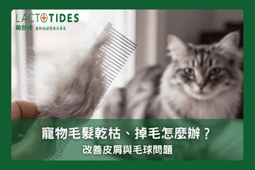 貓咪掉毛太多正常嗎？貓咪毛髮乾枯、打結怎麼辦？