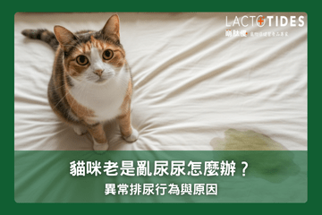 貓咪異常排尿行為與原因