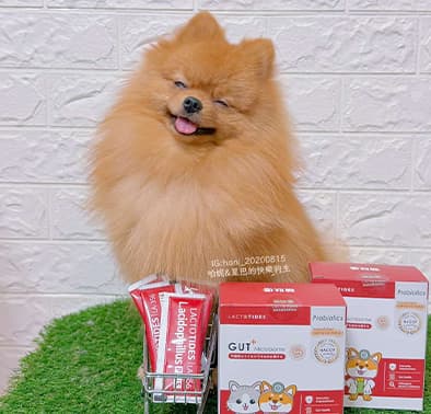 博美犬星巴的腸胃保養日常分享：挑食狗狗也能持續補充