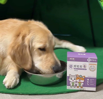 七個月大的黃金獵犬 Lumi｜幼犬關節保健