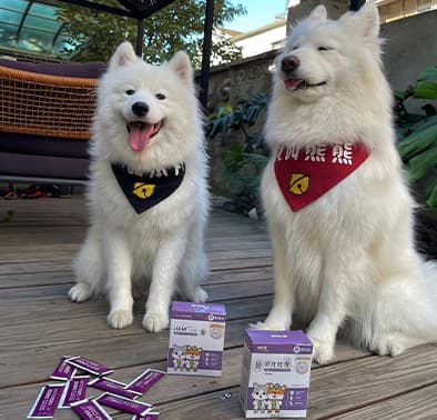 薩摩耶犬熊熊與本丸 -【骨好壯壯】寵物關節保健品試吃開箱