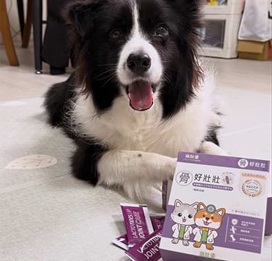 邊境牧羊犬嚕嚕 -【骨好壯壯】關節保健食品試吃開箱