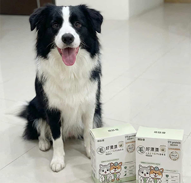 邊境牧羊犬嘎嘎的毛髮保養心得分享