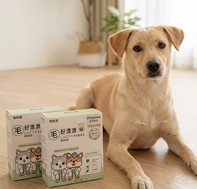 短毛犬哆比的毛髮保養日常分享