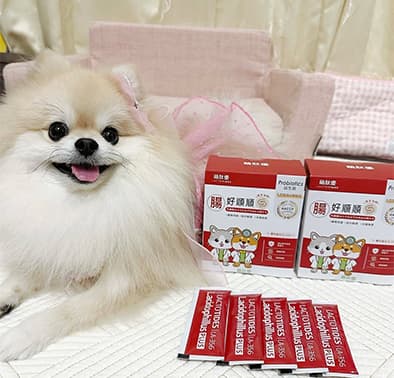 博美犬奶油的腸胃保養心得分享：讓軟便不再成為日常困擾