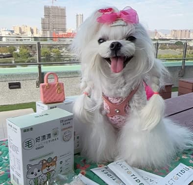 長毛狗小蘋果的換季毛髮保養日常分享