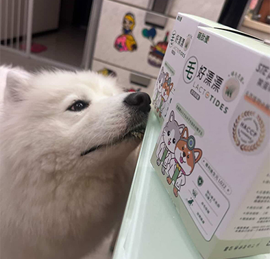 薩摩耶掉毛怎麼辦？薩薩的毛髮與皮膚營養保養實測